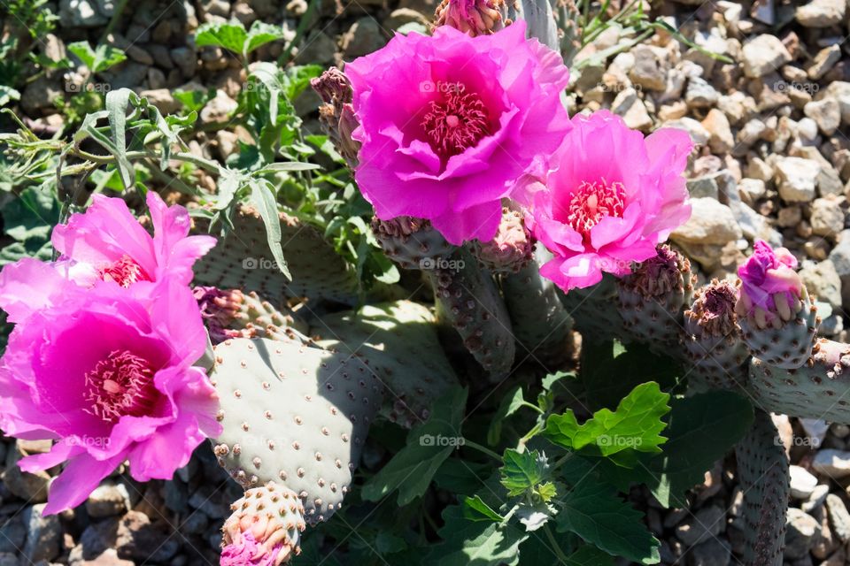 Prickly Pear cactus pink flowers 