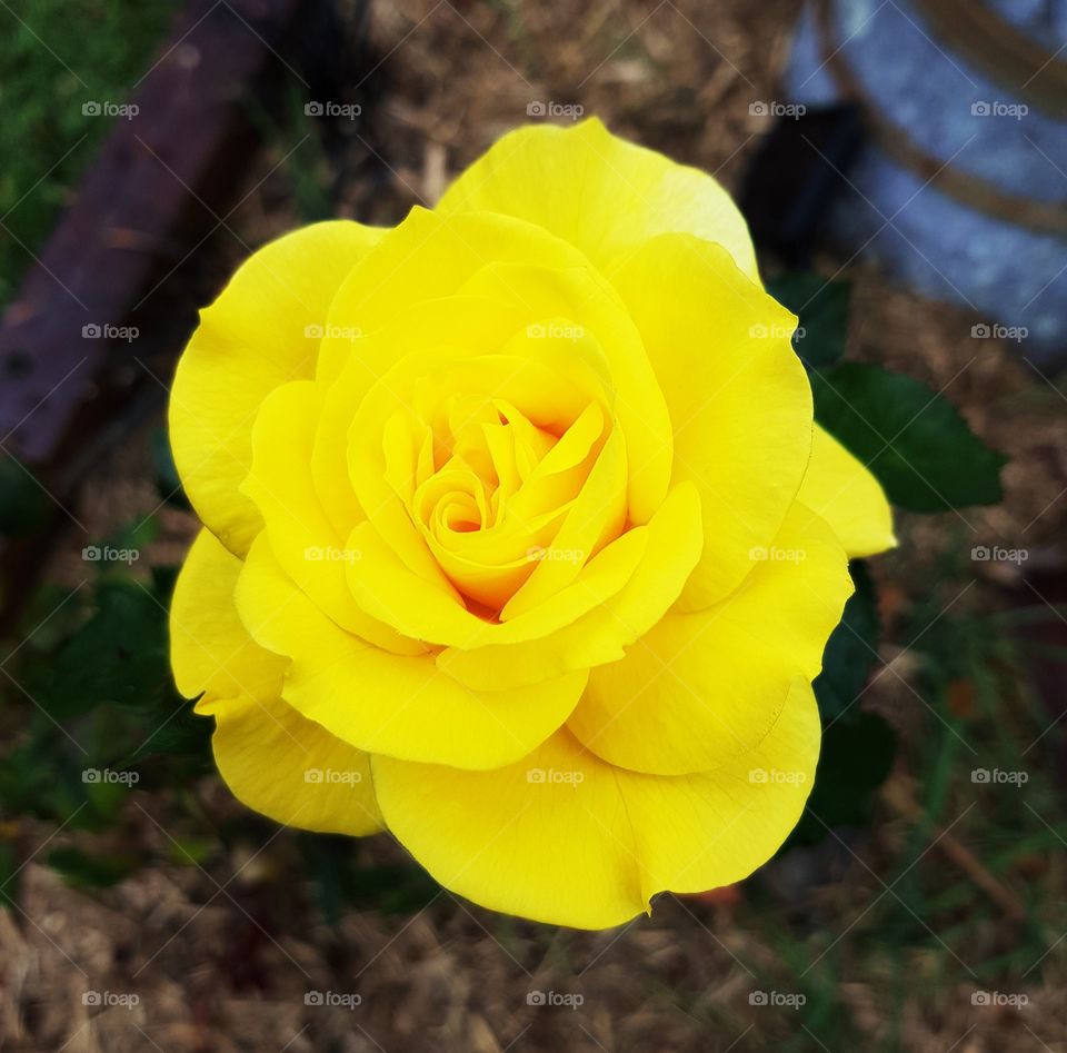 yellow rose