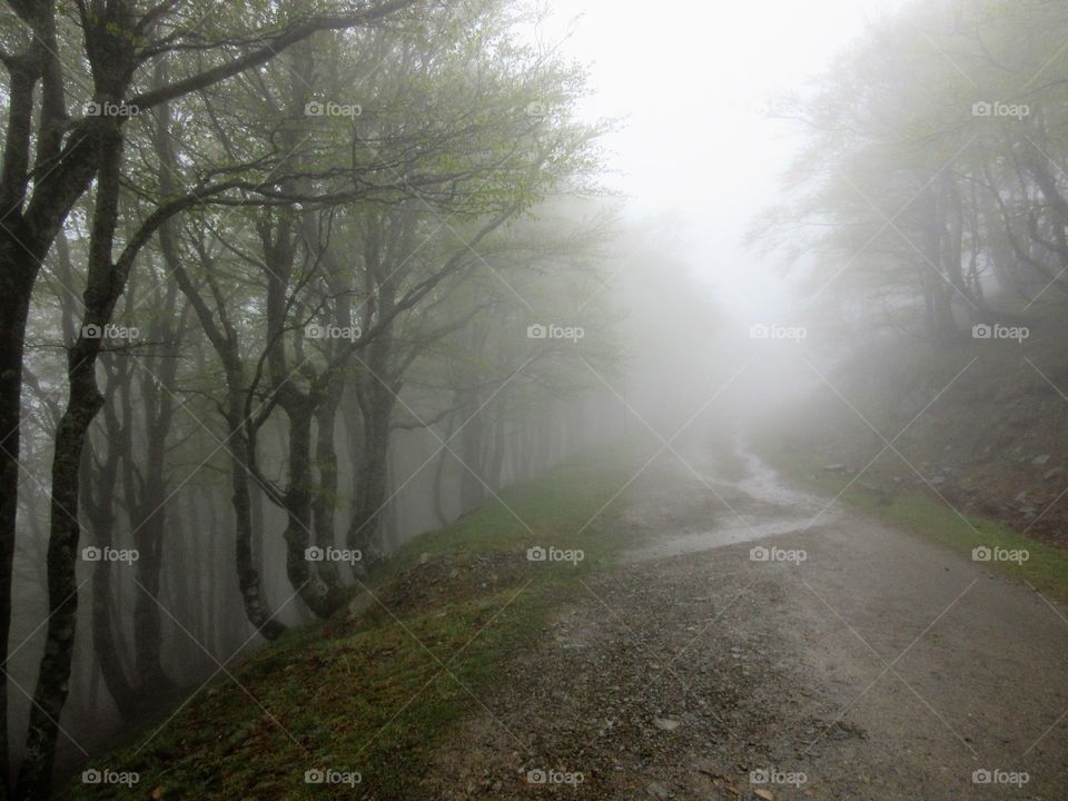 forest in the fog