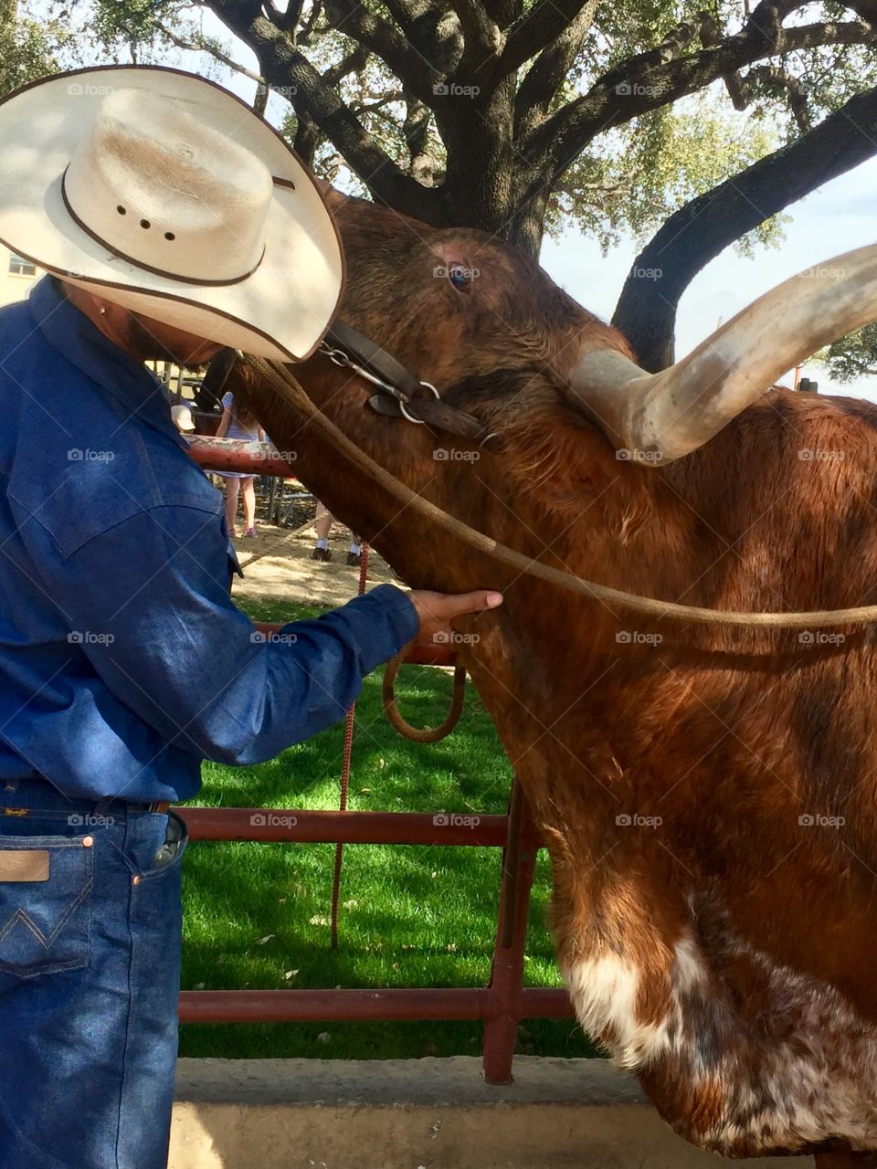 Longhorn “Patrone”