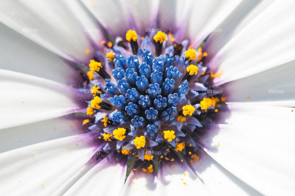 Macro photography of white flower with blue pistils and pollen 