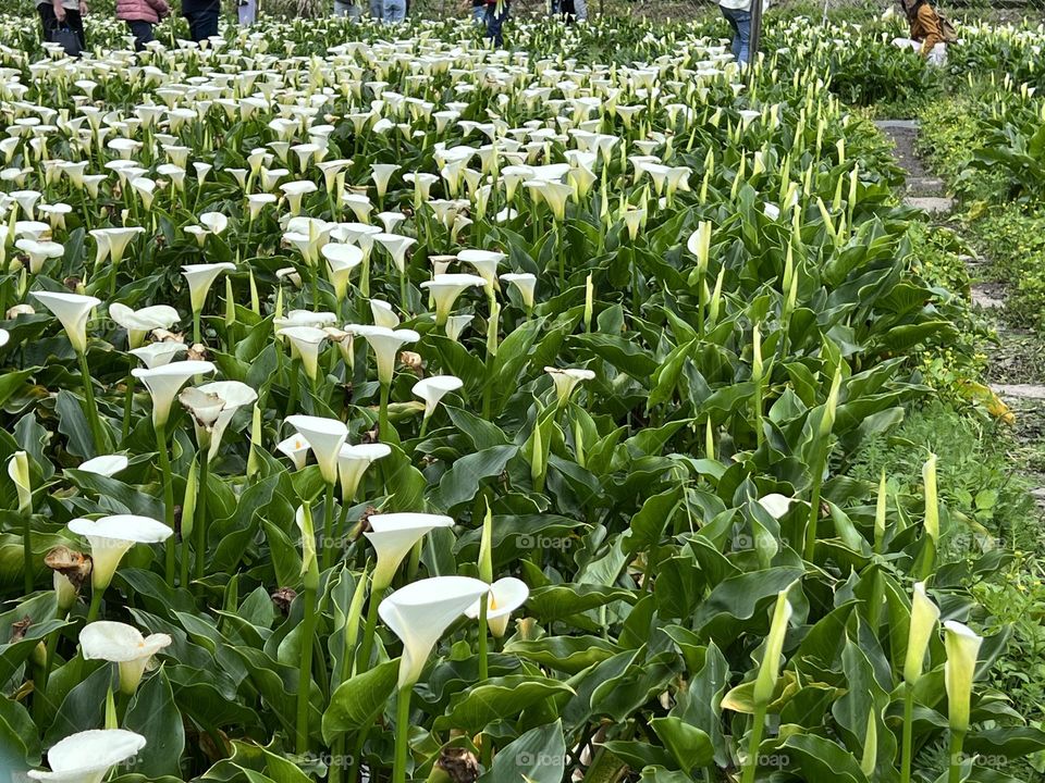 Alocasia in Yang Ming Shan 
