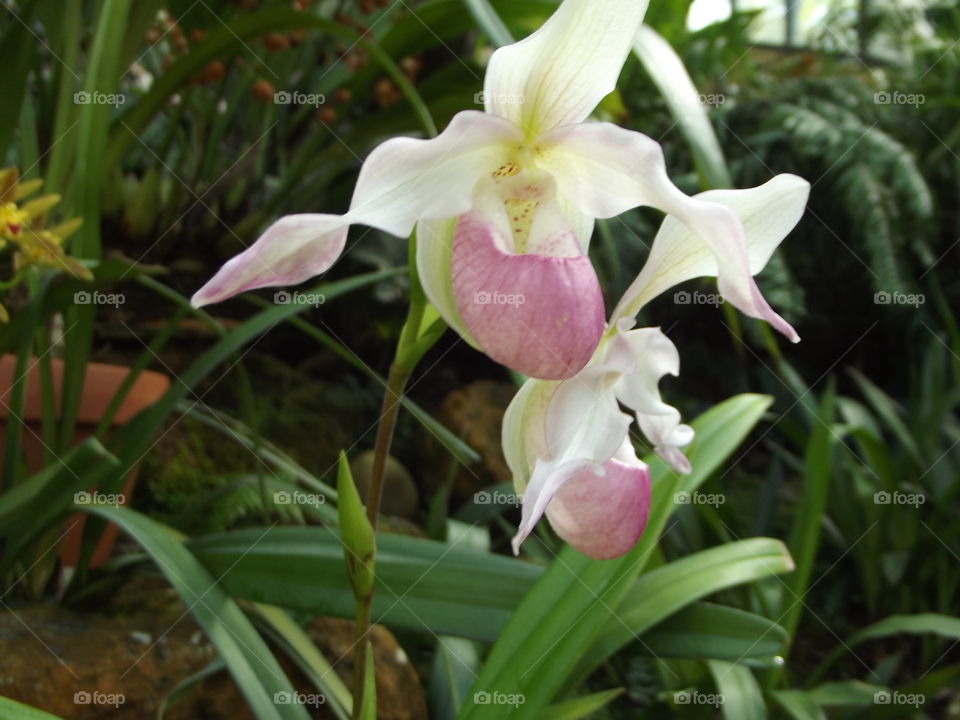 Pink And White Orchid Flowers