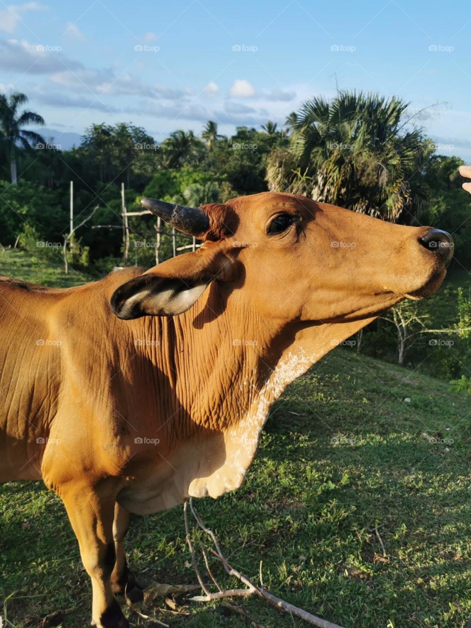 A friendly Cow🐄