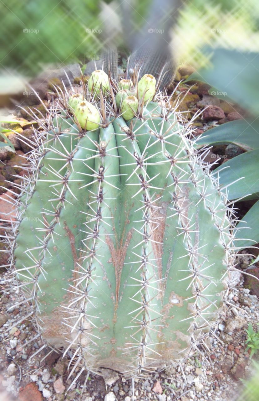 cactus gardan