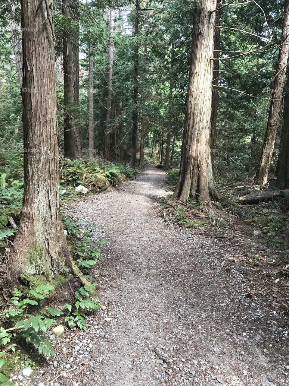 Trail through west Coast forest