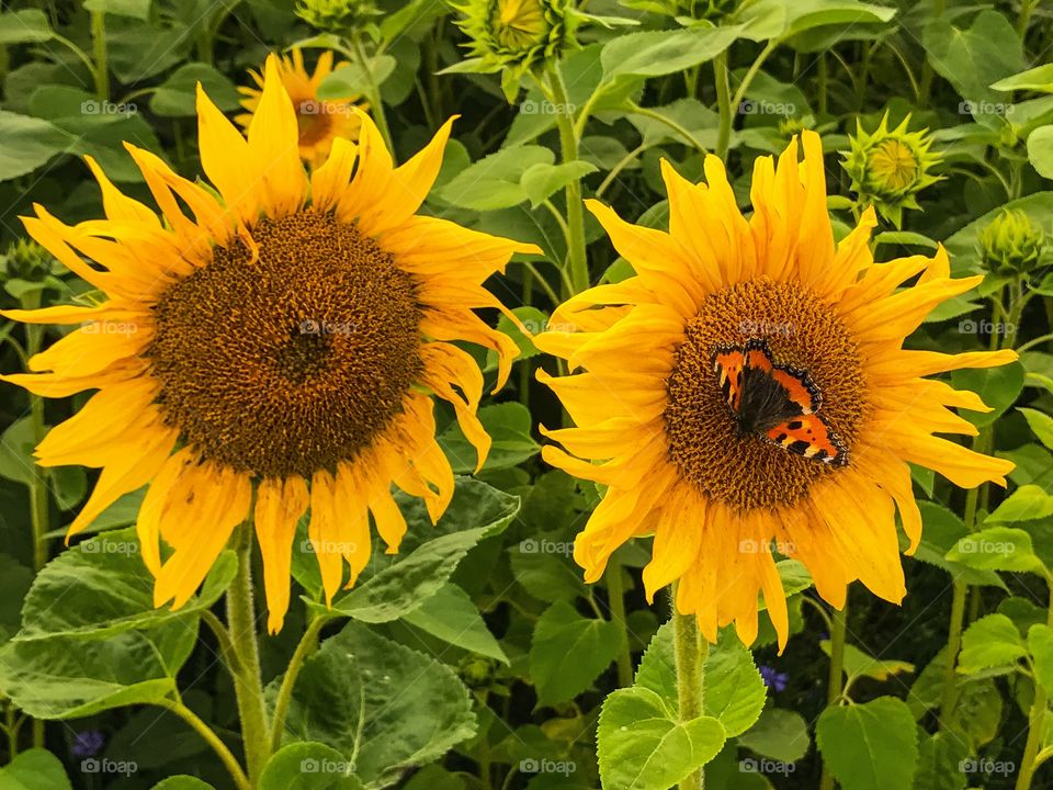 Sunflower