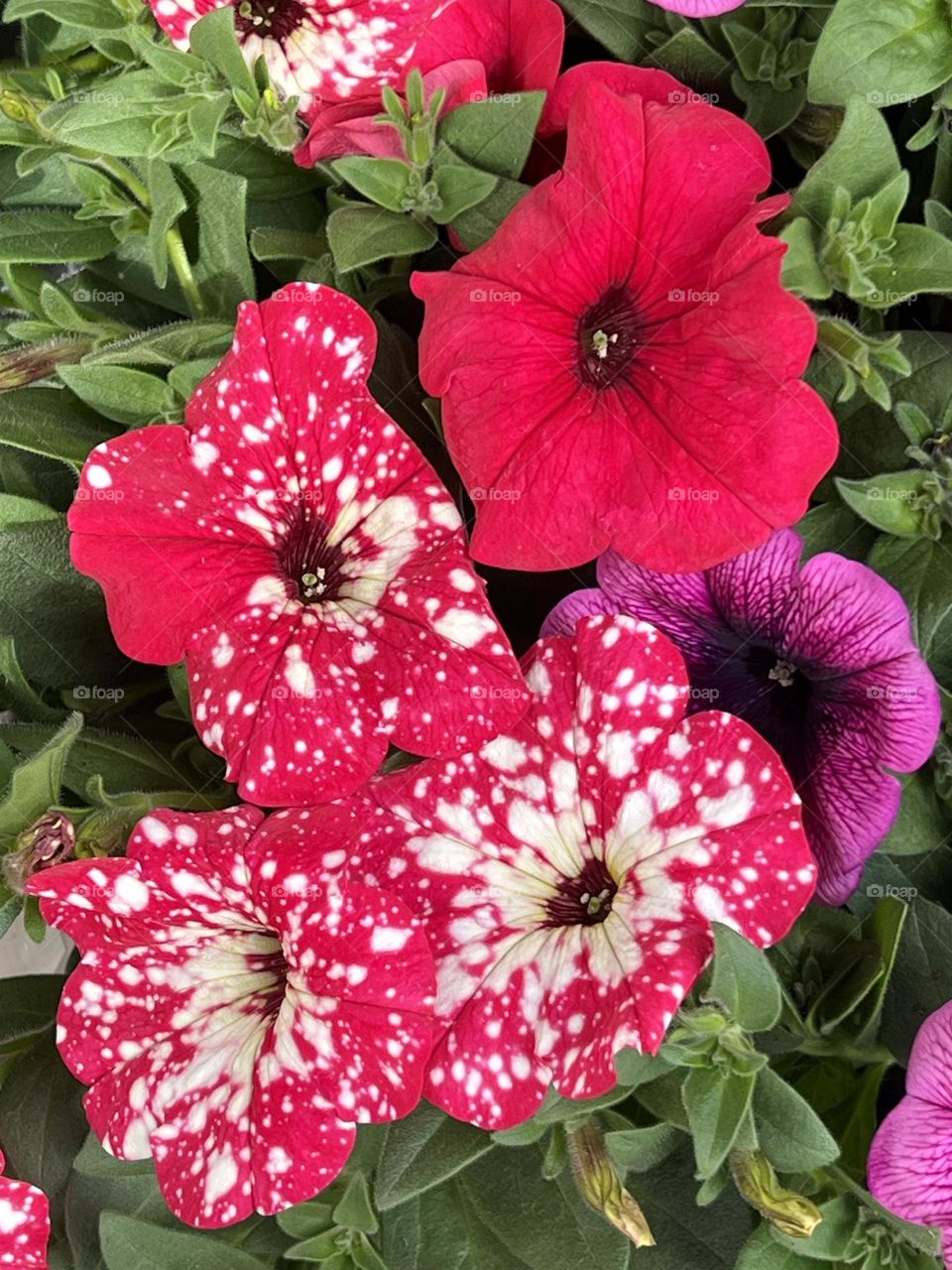 Beautiful flowers 