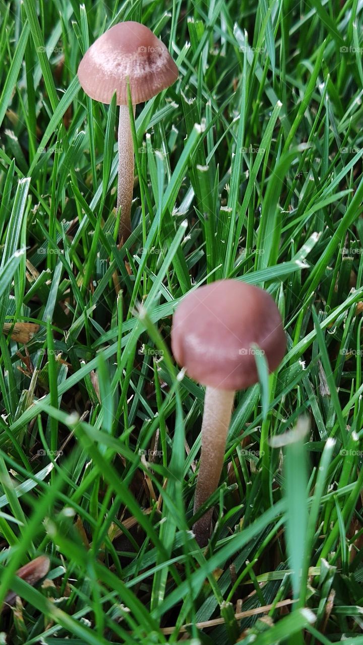 lawn mushrooms