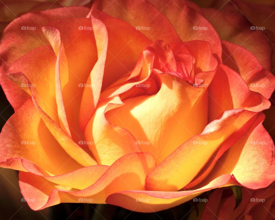 Beautiful peach colored rose closeup 