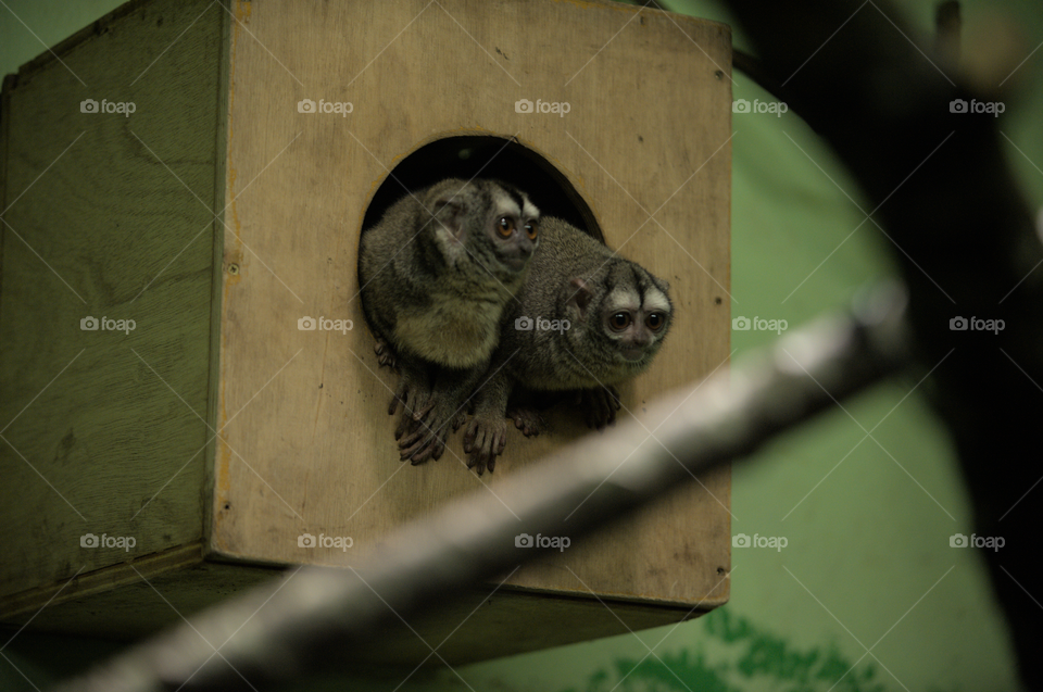 Two cheeky little monkeys