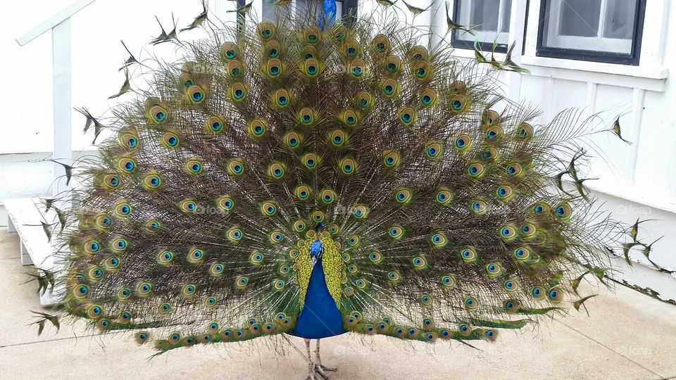 Peacock 