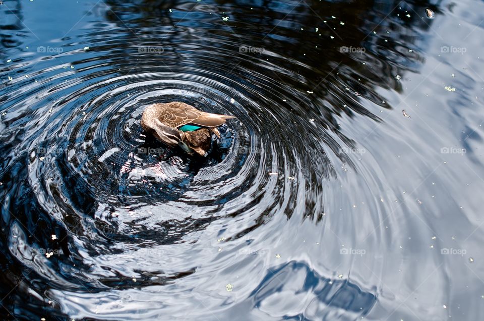 Preening duck making waves