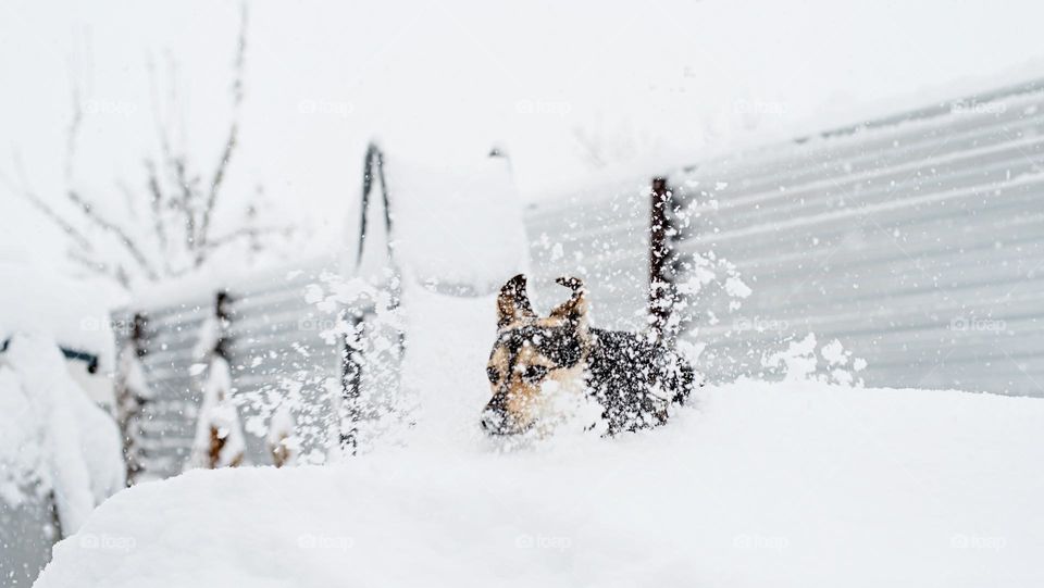 walking the dogs in winter