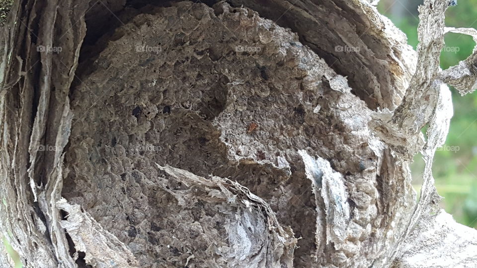 Inside of a wasps nest