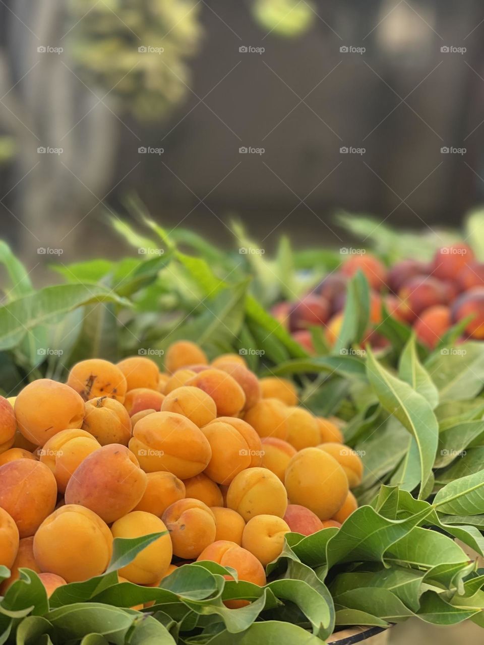 apricot fruits