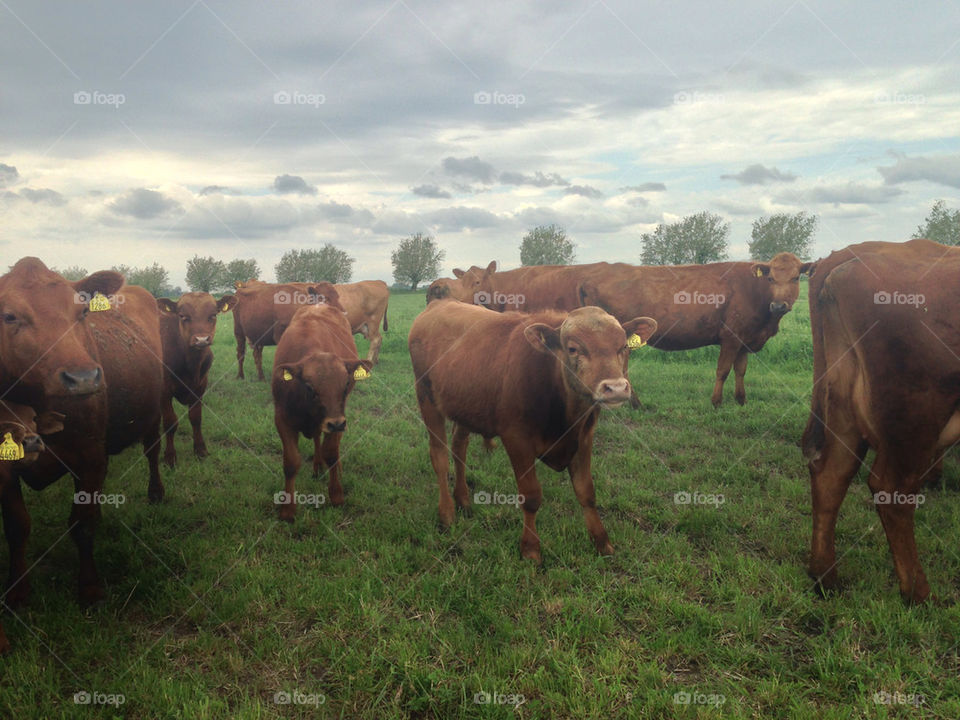 Cows in field, close