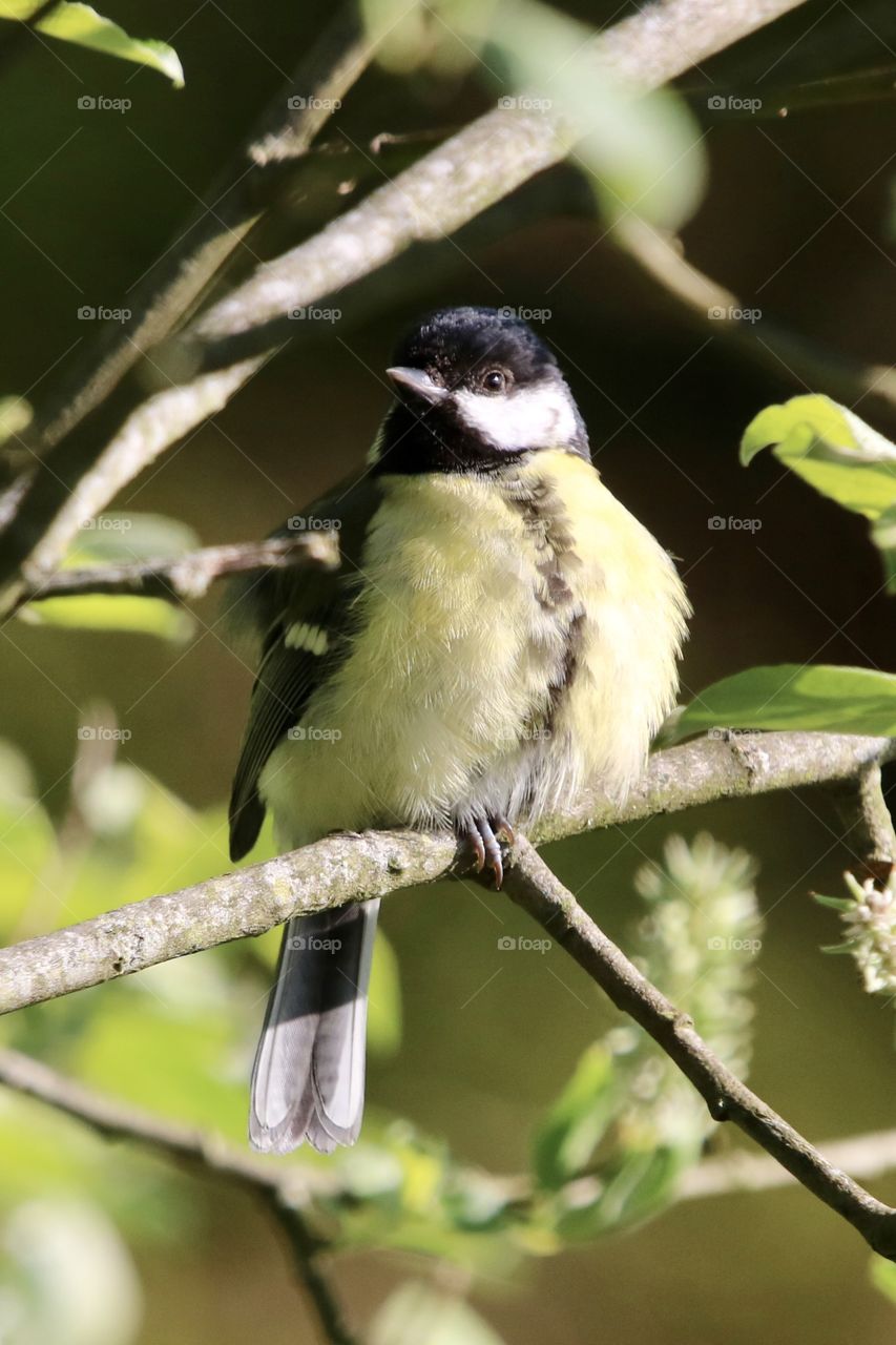 Tit on the branch