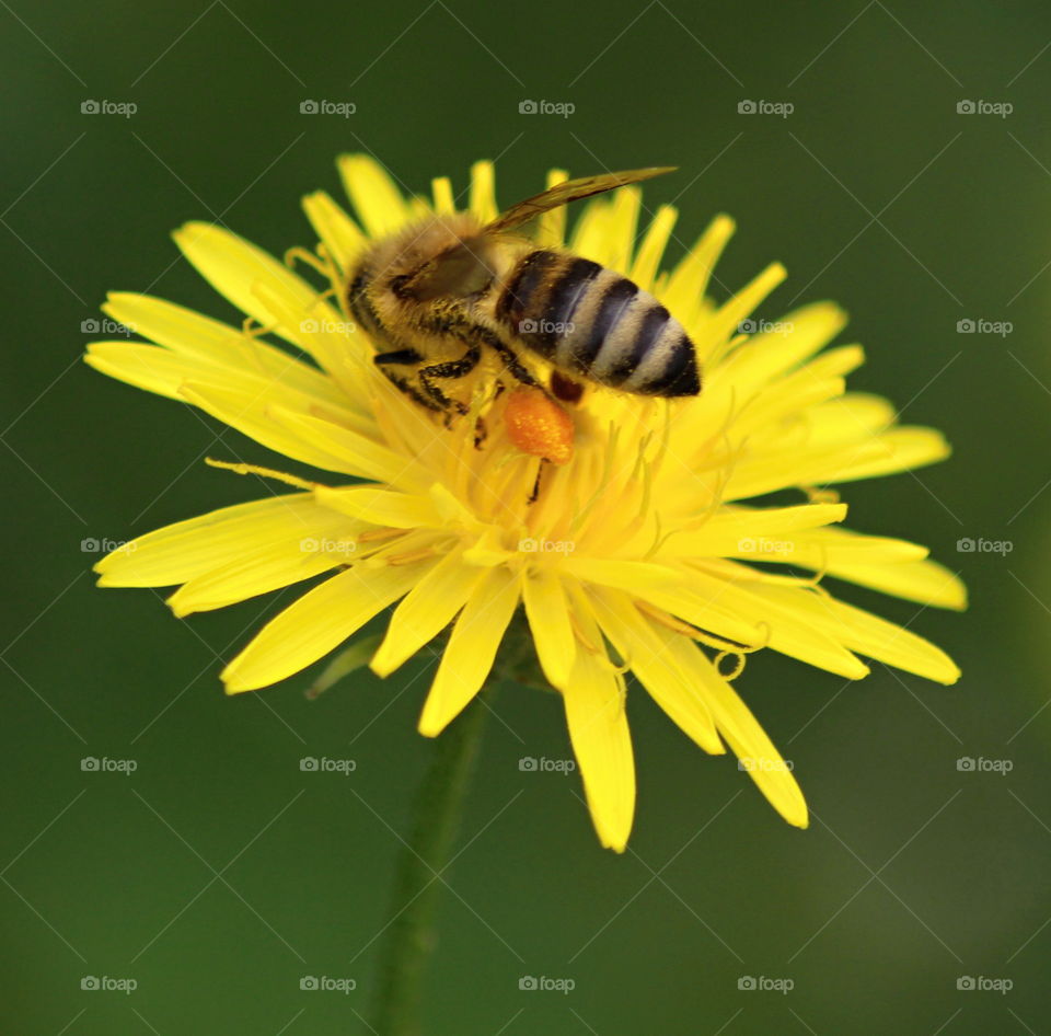 bee