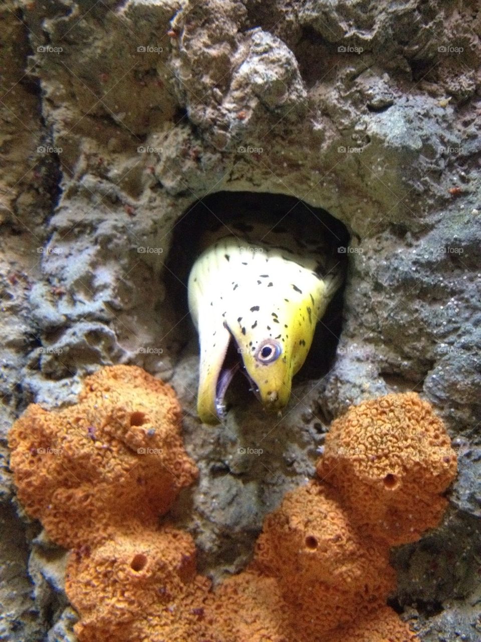 water aquarium by JBMotillon