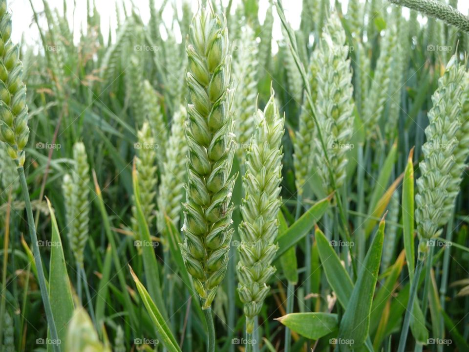 Ripening corn 