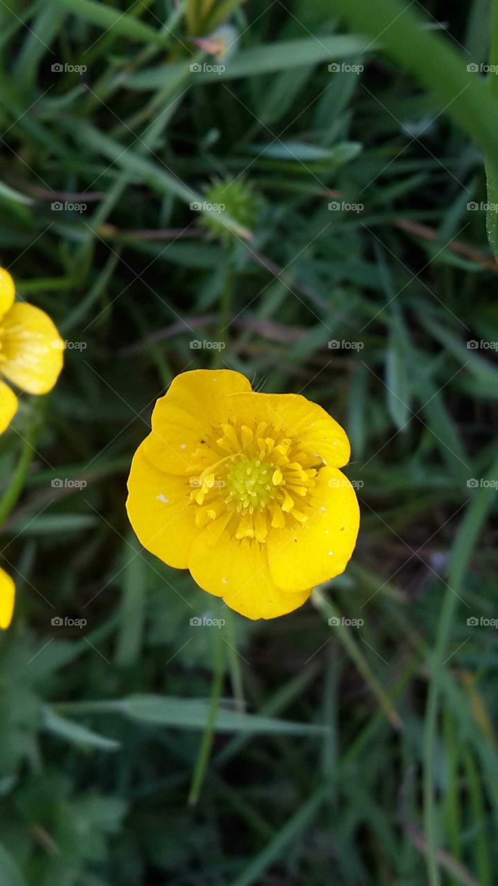 Bright Yellow Shiny Buttercup in green grass field outdoors garden wild flowers colourful