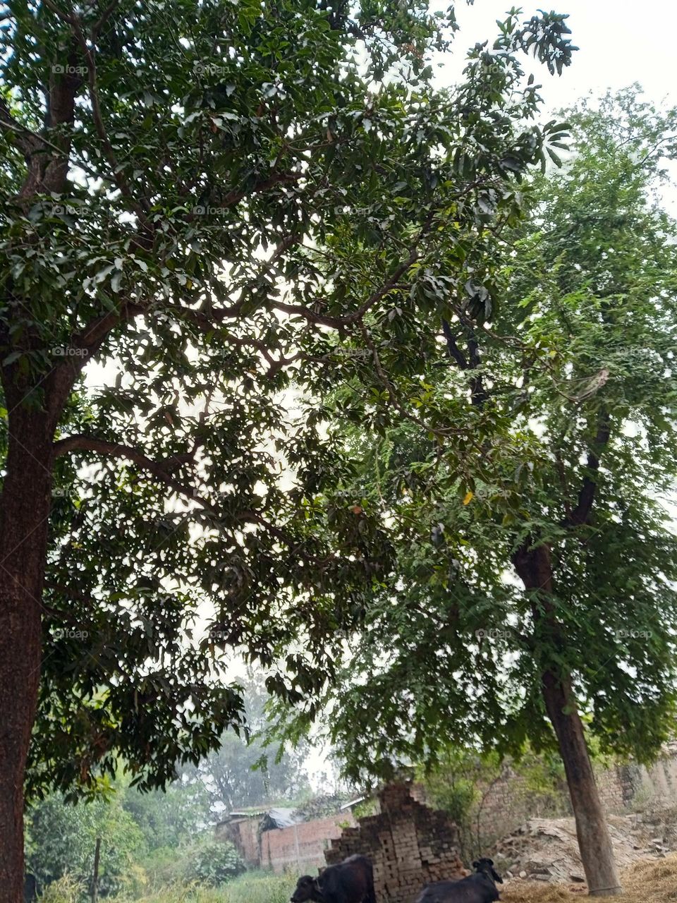 Trees tree indian tree outdoor photography indian photography, Chandipur Naghara Utter Pradesh India
