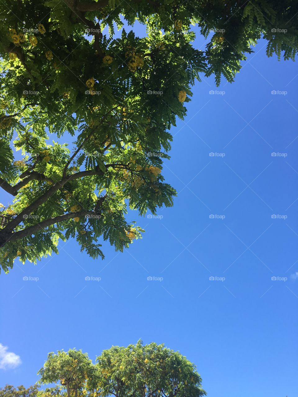 Tree leaves on blue sky background 
