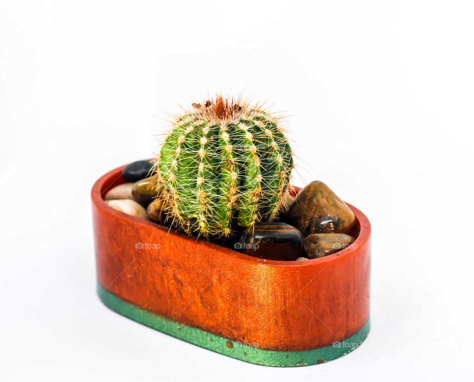 A studio style portrait of cactus in a resin pot (made by me for that added creative element)