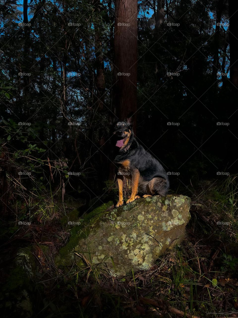 Kelpie being her adventurous self explore the beautiful bushes of the central coast!