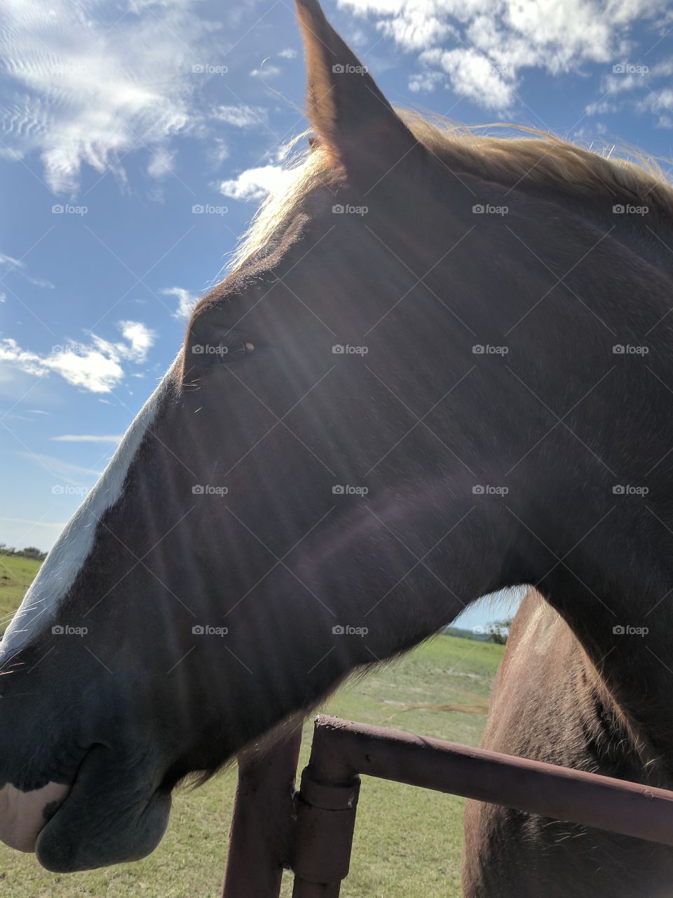 sun shining on this beautiful Belgium horse