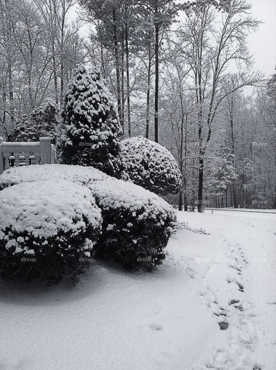 Snow covered with trees