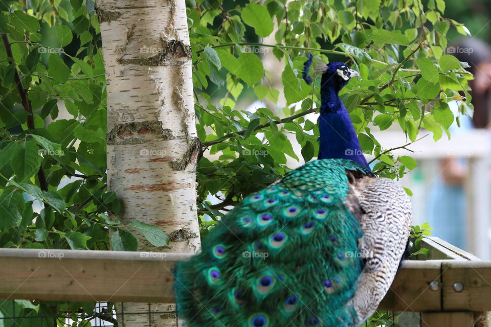 peacock