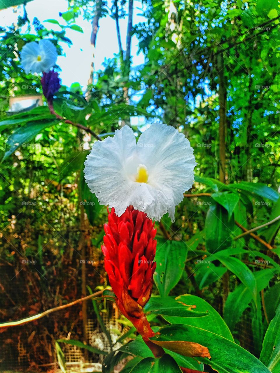 Ginger flower with a white blossom
