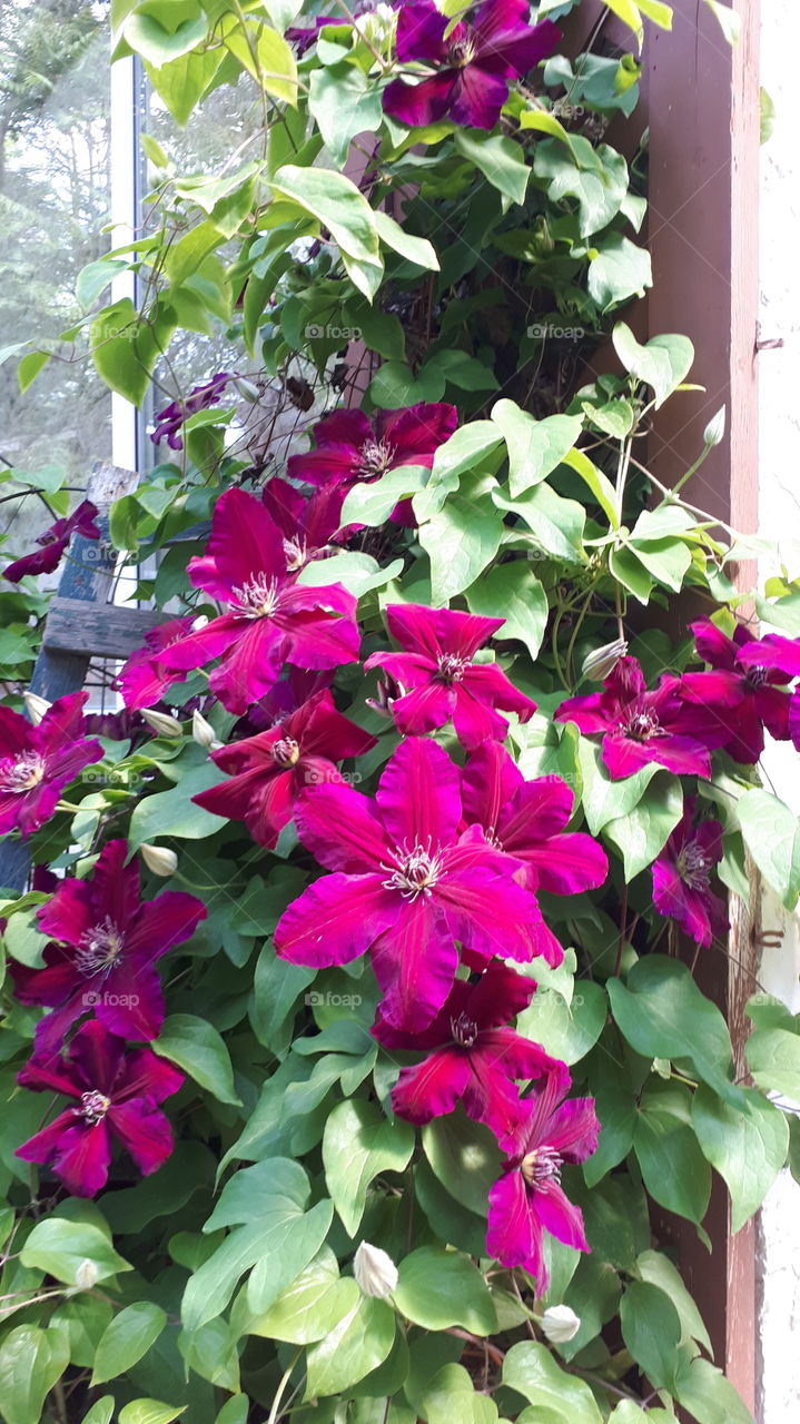 Clematis Rouge Cardinal Vine
with Flowers and Buds on Trellis