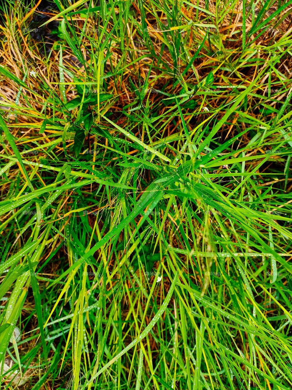 grassy background at the sunny day