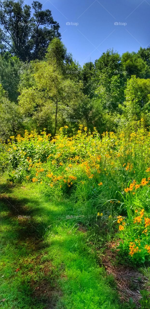 Historic trail