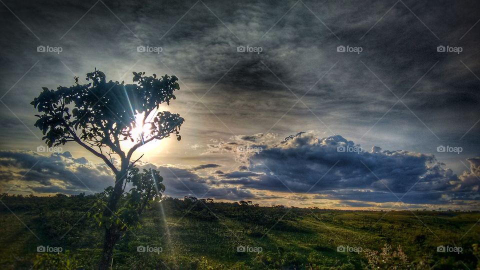 por do sol árvore