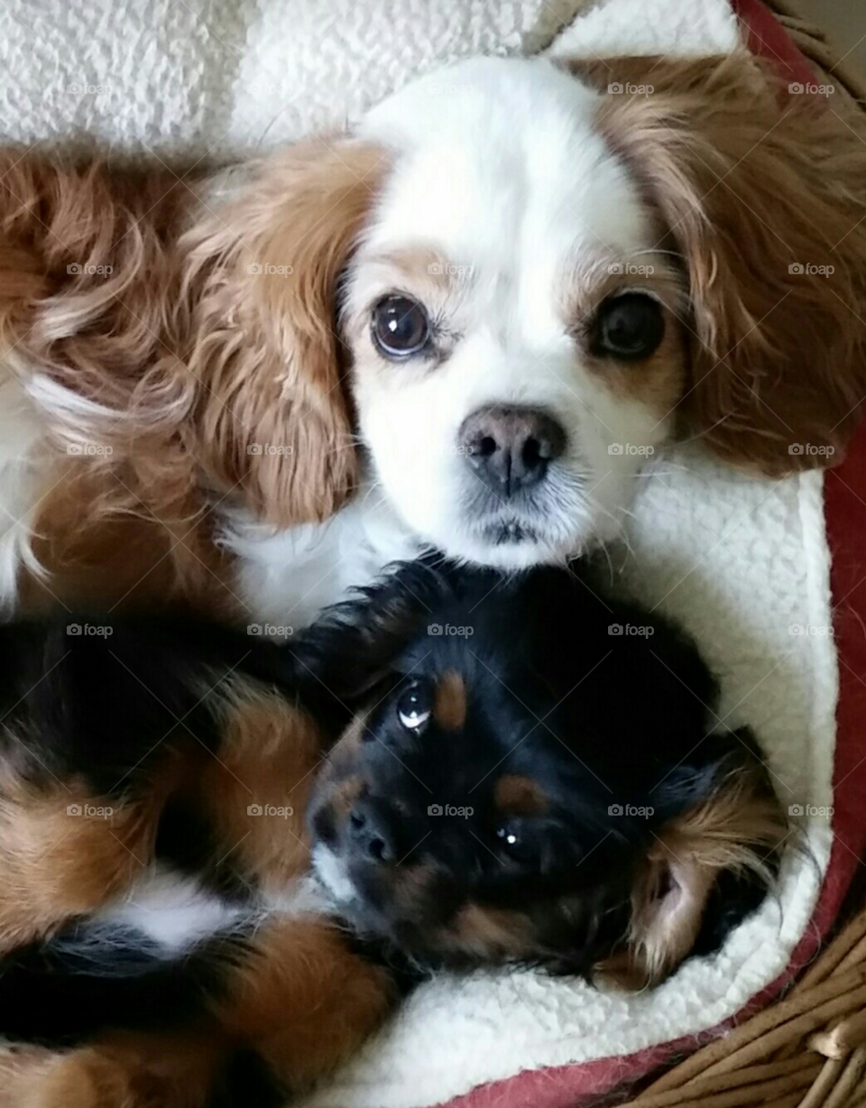 Farley and Penny