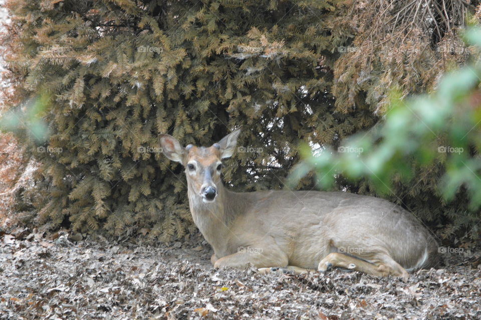 Relaxing Deer