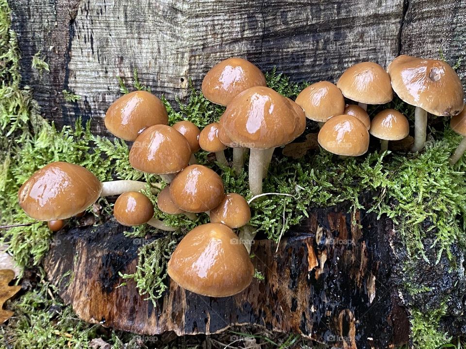 Toadstools in a local woods 