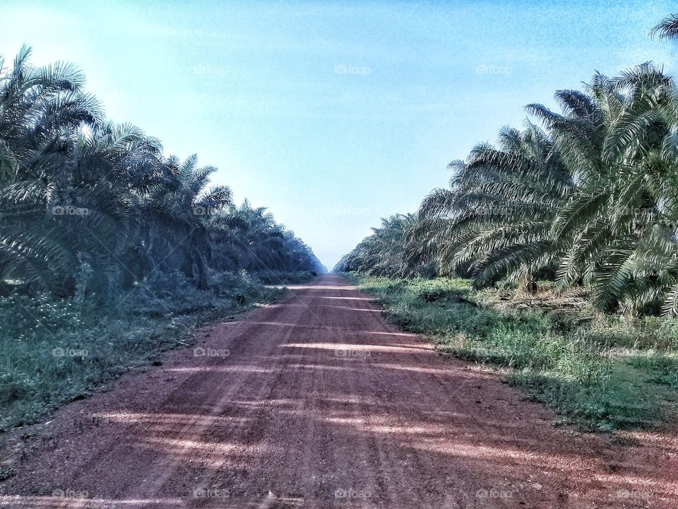 Road in plantation for access to the plantation