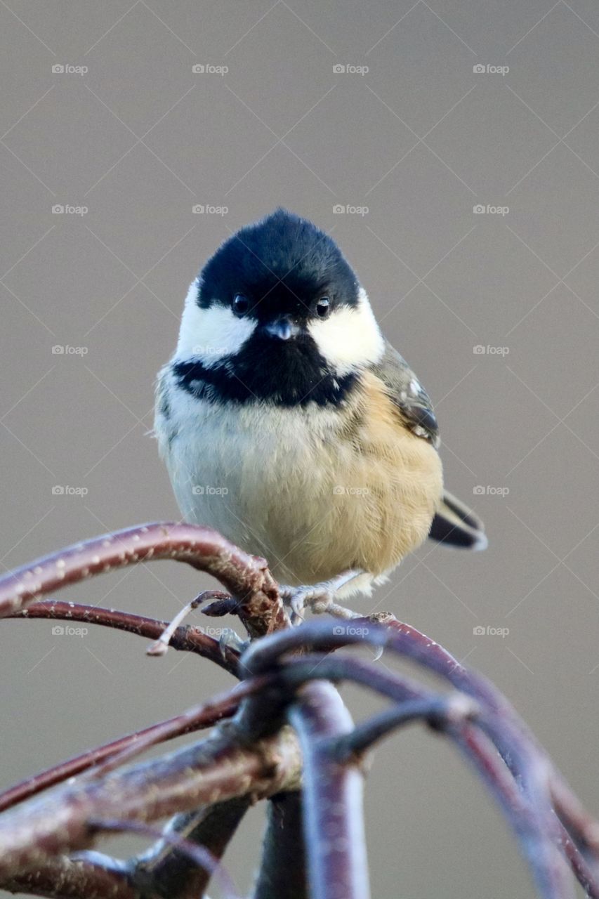 Coal Tit