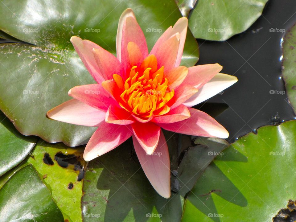 Pink water Lily 