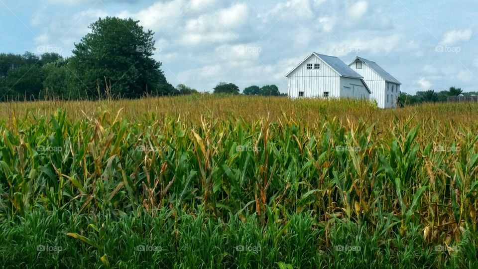 Corn field and barns. Scene on my work campus