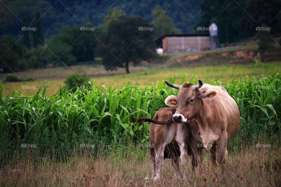 Cow & Calf