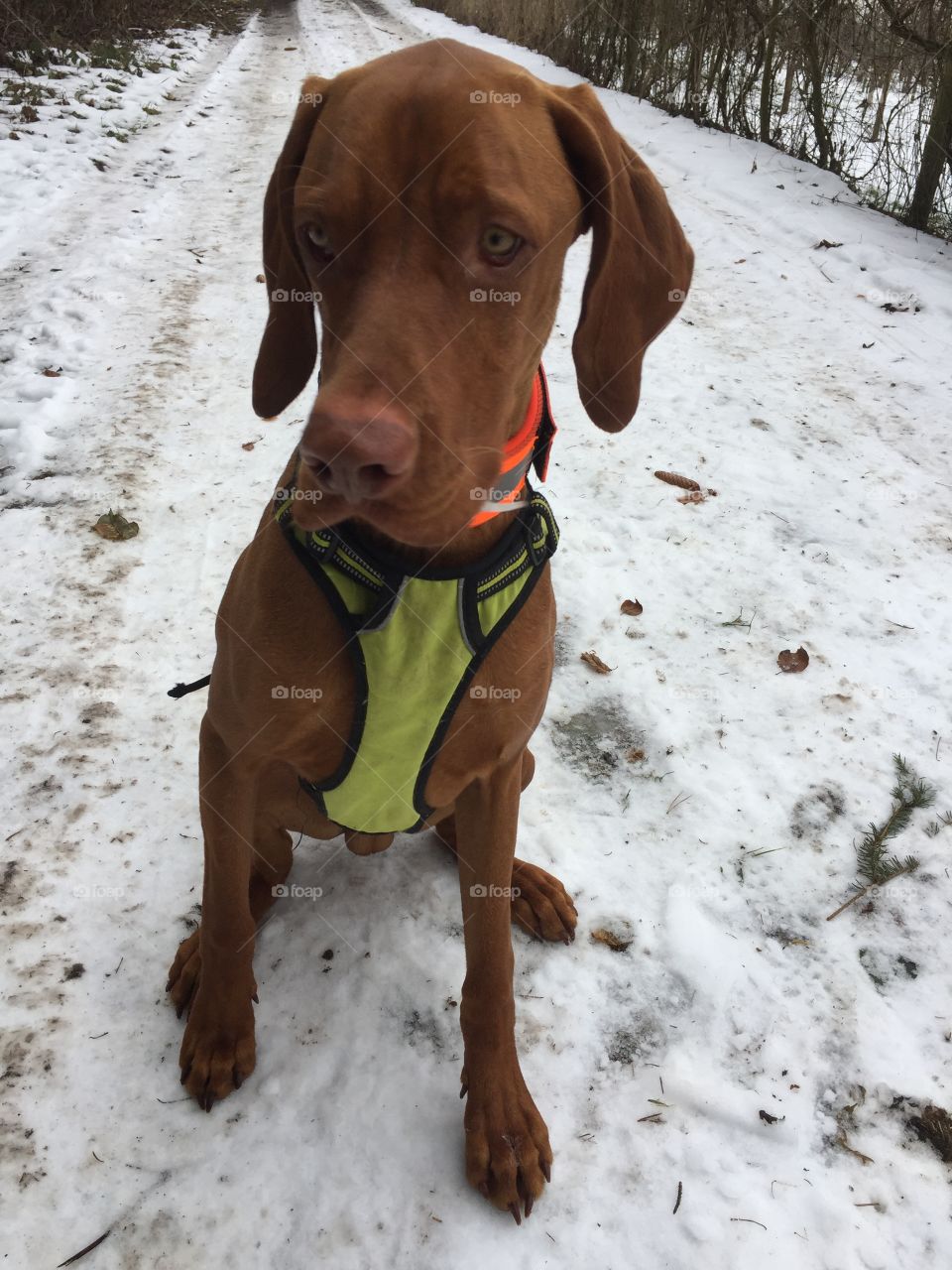 Hund, Haustier, Garten, Vizsla, Süß, Freundschaft, Sitzen, Winter, Schnee, Kalt