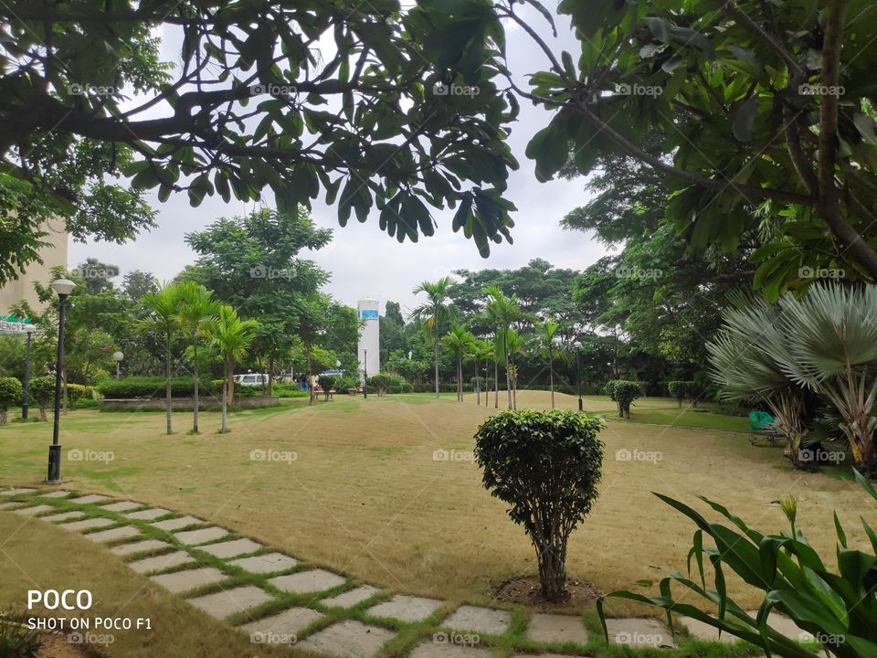 Beautiful trees, grass