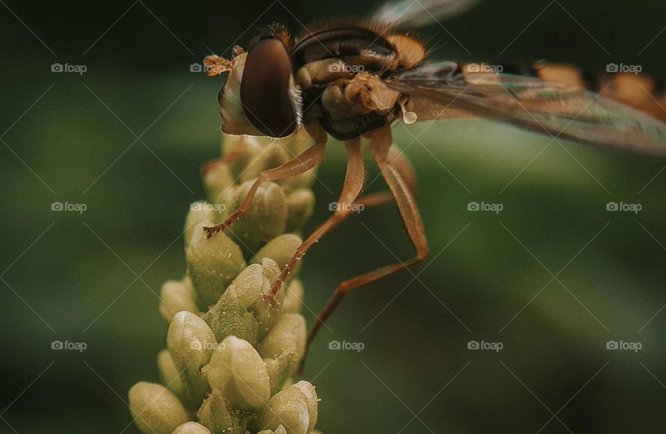 Macro photo of the Ukrainian insect