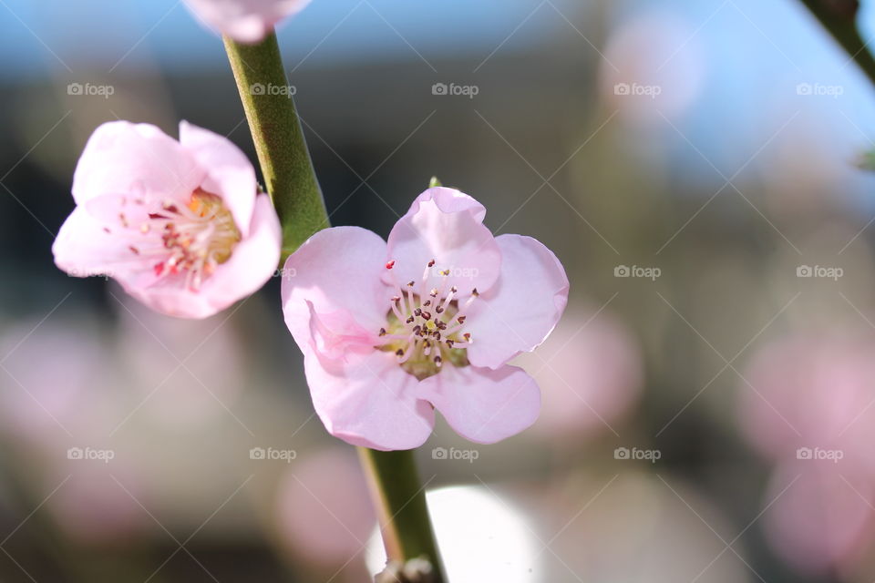 spring blooms